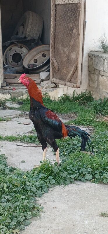 Xoruzlar: Xoruz, Heyratı, il: <1, Ödənişli çatdırılma — 1