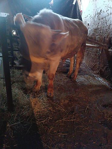 Коровы, быки: Продаю | Бык (самец) | Швицкая — 7