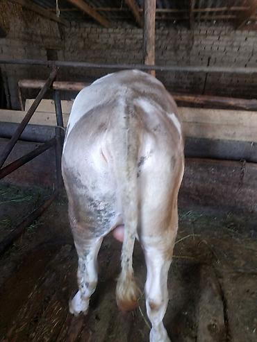 Коровы, быки: Продаю | Бык (самец) | На откорм, На забой, Для разведения — 5