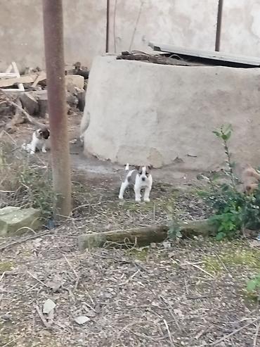 pişiklər ucuz: 1 ay, Erkək, Peyvəndli, Ünvandan götürmə — 2