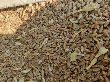 корм ячмень: Куплю пшеницу ячмень кукурузу сою цена договорная