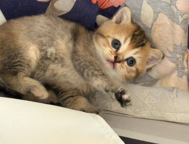 шиншилла котенок: Qızıl şinşilla, Erkək, Dişi, Yaxşı əllərə, Ünvandan götürmə