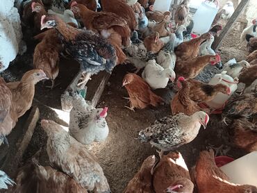 отдам котёнка в добрые руки: Toyuq, Yumurtalıq, Ünvandan götürmə, Ödənişli çatdırılma