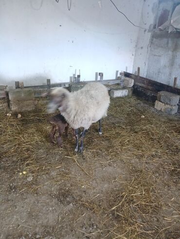 Qoyunlar, qoçlar: Ana bala 380man 3cu qarlndl dogur. bașqa bogaz heyvanlarlmda — 5