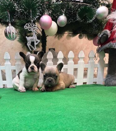 Psi: Štenci francuskog buldoga. U novogodisnjoj ponudi sjajno leglo na lalafo.rs — 7 Psi: Štenci francuskog buldoga. U novogodisnjoj ponudi sjajno leglo — 7
