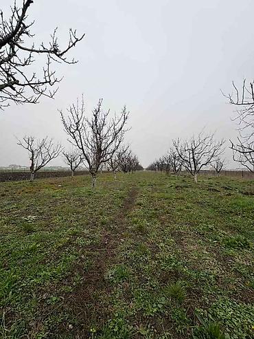 Prodaja zemljišta: Plac Ugrinovci centar, 110 ari + voćnjak Uknjižen 1/1 na ime vlasnika — 6