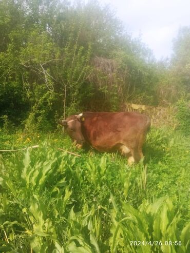 купить корову алатауской породы: Продаю | Корова (самка) | Алатауская | Стельные
