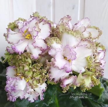 Фиалки и глоксинии: 🌱🌺🌱 Продаю сортовые ДЕТКИ стандартных, трейлерныхмини и полумини — 3