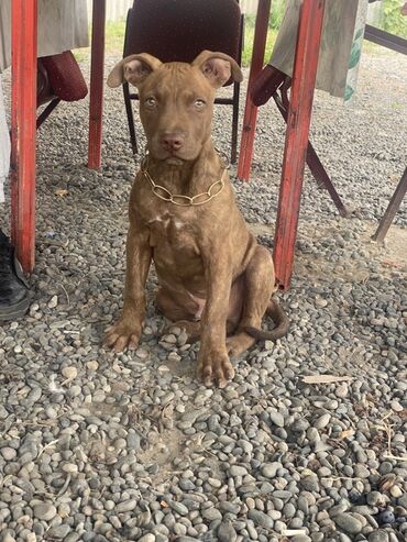 LDV: Pitbul