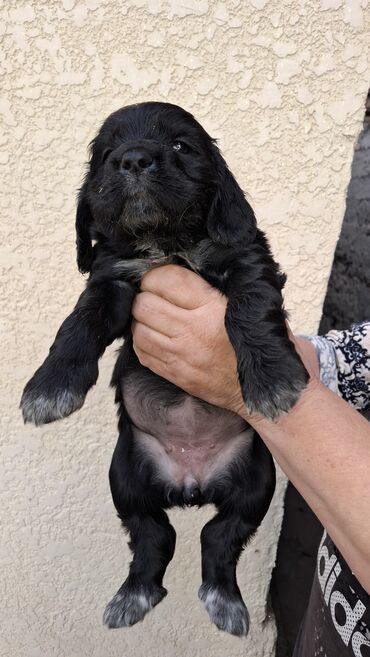 продаю друга: Продаются щенки русского спаниеля Родились 24 сентября Цена