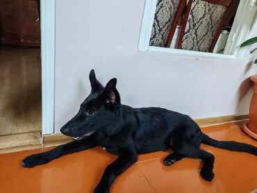 котята в баку: Бельгийская овчарка, 8 месяцев, Самец, Самовывоз