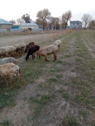 показы 1 354 72 договорная кошка даром британская короткошёрстная 1 год мальчик метис 2 позвонить написать: Другие животные