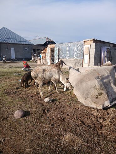 Бараны, овцы: Продаю | Овца (самка) | Для разведения | Матка — 3