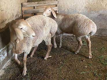 Продам с/х животных: Продаю | Баран (самец) | Полукровка, Арашан | На забой, Для разведения | Племенные, Осеменитель — 6
