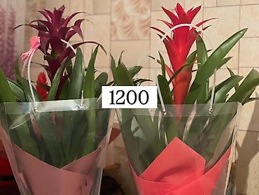 Антуриумы: Комнатные декоративные растения в горшках: - Антуриум (красные — 7