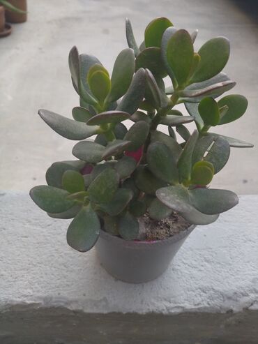 çinar ağacı: Suculent – Crassula ovata (Pul ağacı) Metrolara çatdırılma 3 manat