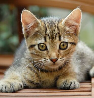 шотландский кот цена: Ош. Продаются красивые, милые котята. Мама котят кельтской породы. В