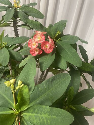 комнатные цветы каракол: Молочай. Многолетнее неприхотливое красивое растение. Большой. На фото