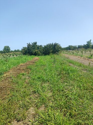 yol kənarı torpaq satılır: 35 sot, Kənd təsərrüfatı, Barter mümkündür, Kupça (Çıxarış)