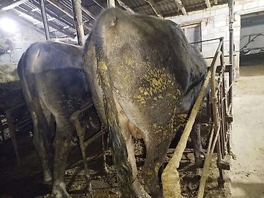 Коровы, быки: Продаю | Бык (самец) | На откорм | Привязанные — 16