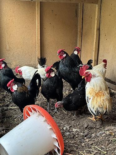Куры, петухи: Продаю | Куры, Петух — 8