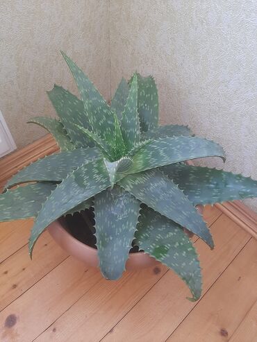 generator mini: Aloe (sukkulent) – dekorativ, rozet tipli iri yarpaqları olan otaq