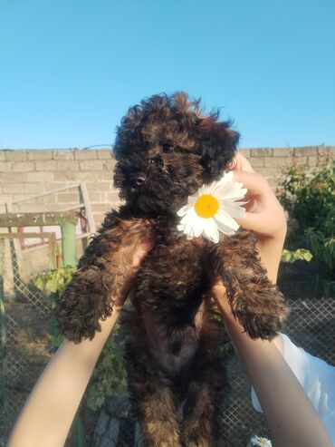 labrador it: Pudel, 3 ay, Erkek, Peyvəndli, Ünvandan götürmə, Pulsuz çatdırılma
