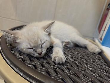 сиамский: Кошка даром: Сиамская, 2 месяца, Мальчик — 3