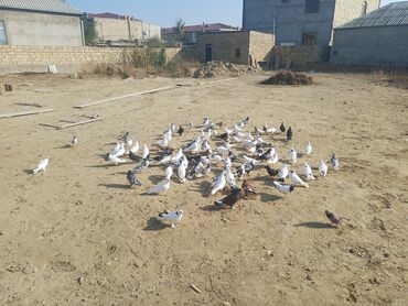 Göyərçinlər: Məhsul: Göyərçin sürüsü Təsvir: - Şəkillərdə müxtəlif rəng və — 14