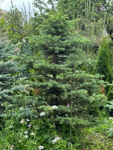 Декоративные цветы: 🌿 Сапаттуу көчөттөр Ноокаттан! Европадан алып келинип, өзүбүздүн — 5