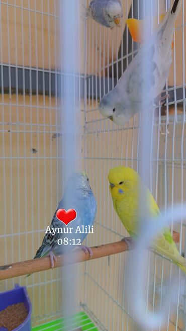 deve quşu: 3/5 aylıq Çex və spingeller ünvan Biləcəri qiymətler fərqlidir