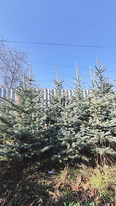 кра: Ели голубые (Picea pungens, «колючая ель») для озеленения. - Плотная — 5