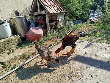 toyuğlar: Toyuq cücələri, Damazlıq — 1