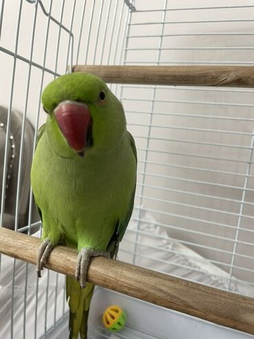 кот в оше: ПРОДАМ ОЖЕРЕЛОВОГО ПОПУГАЯ ДЕШЕВЛЕ НА 2200 СОМ! Дружелюбный, почти