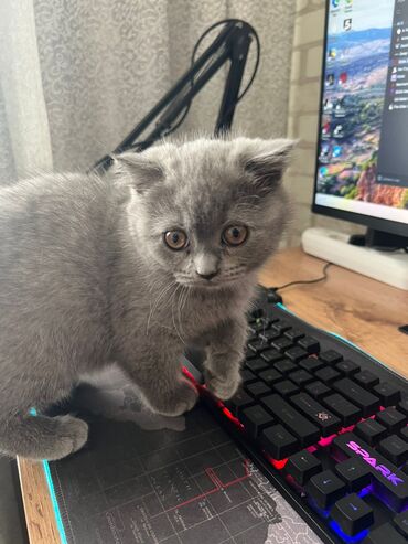 Продажа кошек: Британская короткошёрстная, 3 месяца, Девочка, Лиловый — 1