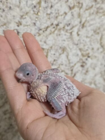 Tutuquşları: Ata ana qəfəs yuva 2 ətcəbala və 3 yumurta (içi doludur) 100 azn -da lalafo.az — 6 Tutuquşları: Ata ana qəfəs yuva 2 ətcəbala və 3 yumurta (içi doludur) 100 azn — 6