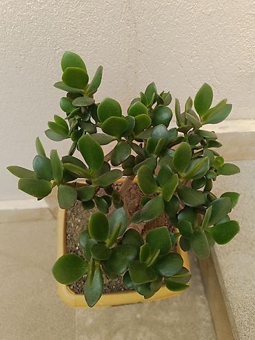 sakura agaci: Succulent – Crassula ovata (Pul ağacı) - Bitki: Crassula ovata – — 1