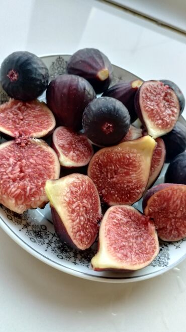 Другие комнатные растения: ✅🌱 В весенний период!!!🌱 Откроем сезон продаж саженцев инжира — пора — 6