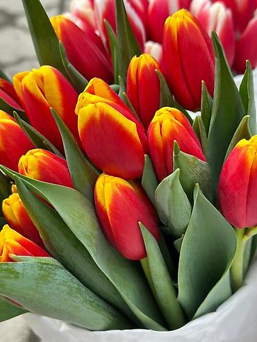Букеты из живых цветов: ТЮЛЬПАНЫ ОПТОМ от 100шт Голландские привозные тюльпаны с луковицей — 8