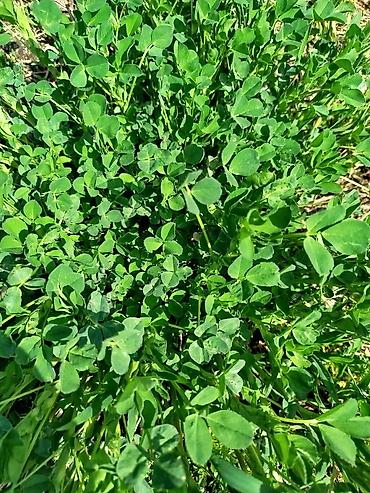 Кормовые растения: Семена кормовых растений: Люцерна — 9