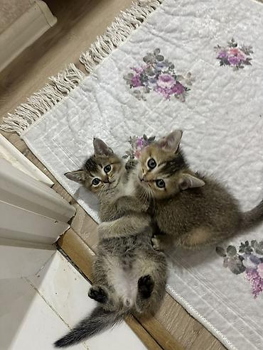 pisik cinsleri: Tabbi, Yaxşı əllərə — 1