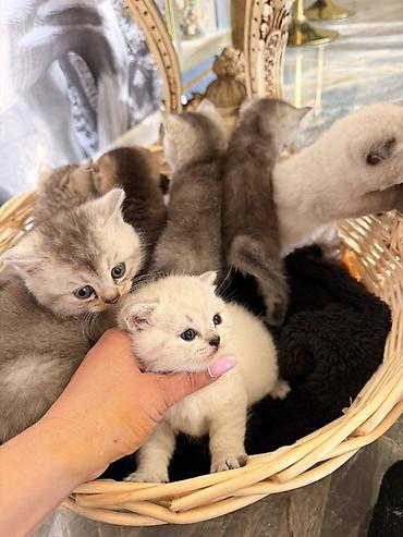 Pişiklər: Britan — 2