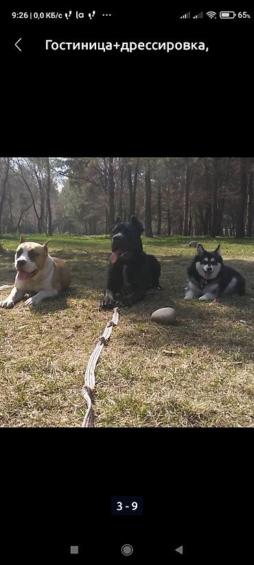 Продажа собак: Дрессировка собак. если у Вас с с вашим питомцем проблемы, значит не at lalafo.kg — 6 Продажа собак: Дрессировка собак. если у Вас с с вашим питомцем проблемы, значит не — 6
