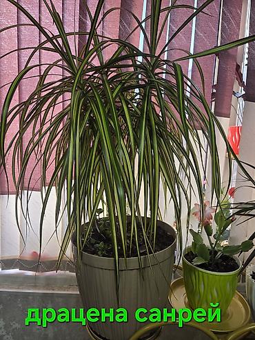 Декабристы: Декабристы (Schlumbergera) в горшках. - Окраска цветков: белая (на — 7