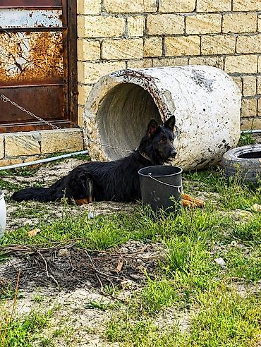 İtlər: Alman çoban iti, 2 il, Erkək, Ünvandan götürmə — 1