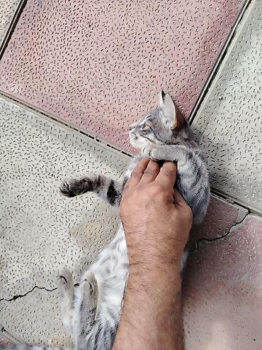 Tabbi