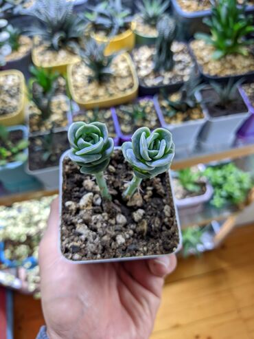 Otaq bitkiləri: Sukkulentlər. Sağlam və dözümlü bitkilərdi. Uzun müddət susuz qala — 3