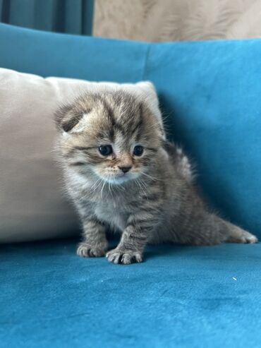 Pişiklər: Şotland, Erkək — 6