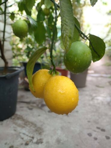 Продам лимон, возраст 7 лет, сорт Ташкентский, высота примерно 110 см