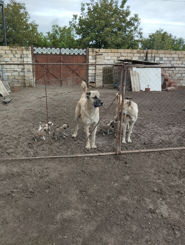 İtlər: Alman çoban iti, 2 il, Dişi